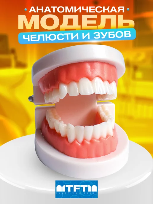 Tooth for tooth Анатомическая модель зубов макет челюсти