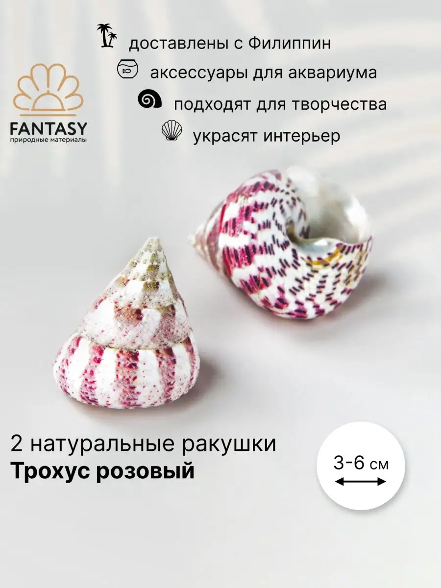 FANTАSY Ракушка натуральная морская Трохус розовый декор 2 шт 3-6см