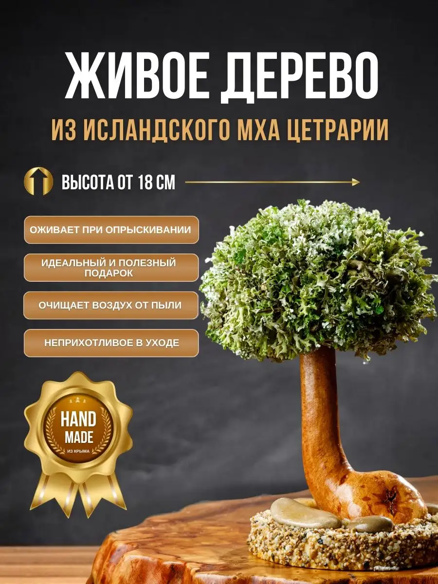 Декоративное дерево цетрария исландский мох бонсай Breath of nature купить  по цене 2 269 ₽ в интернет-магазине Wildberries | 160850150