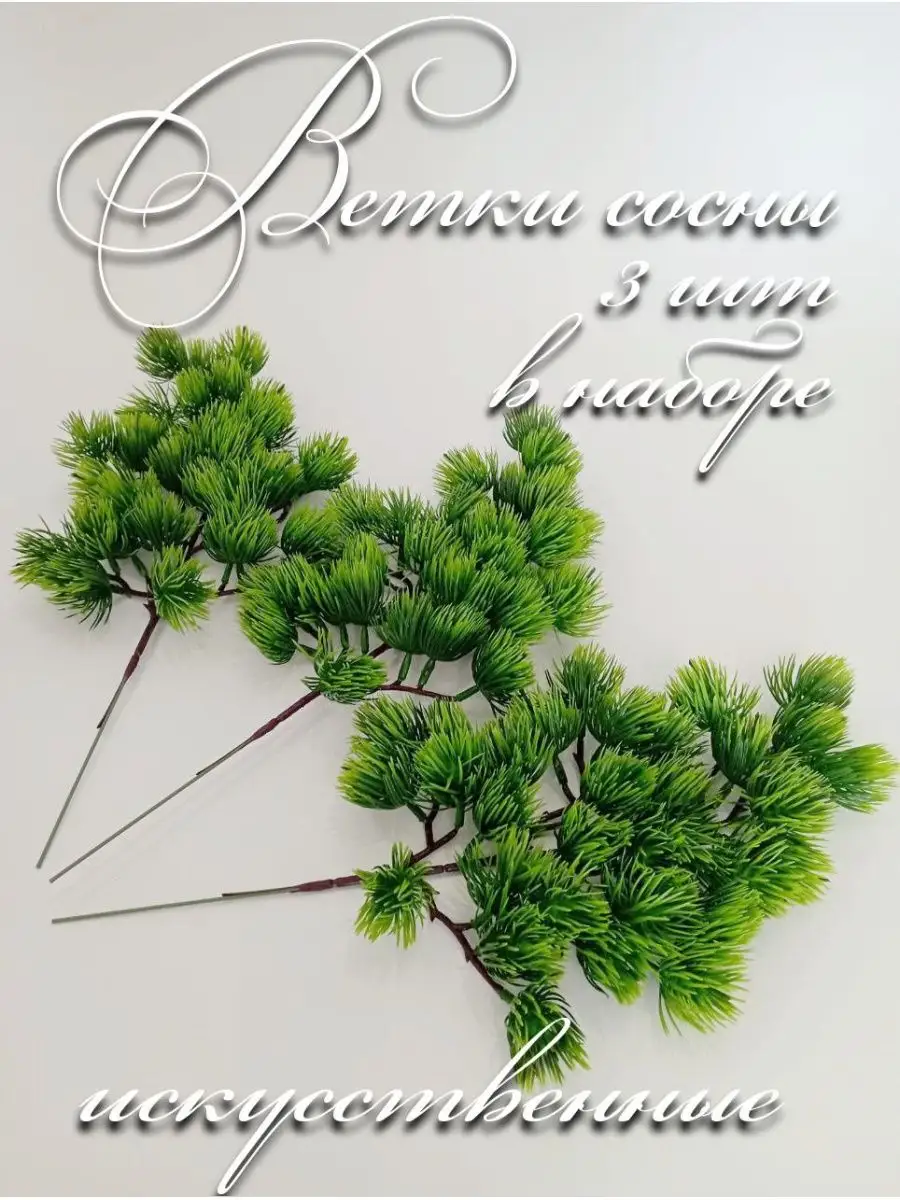 Ветки сосны бонсай Plants for home купить по цене 0 ₽ в интернет-магазине  Wildberries | 161267865