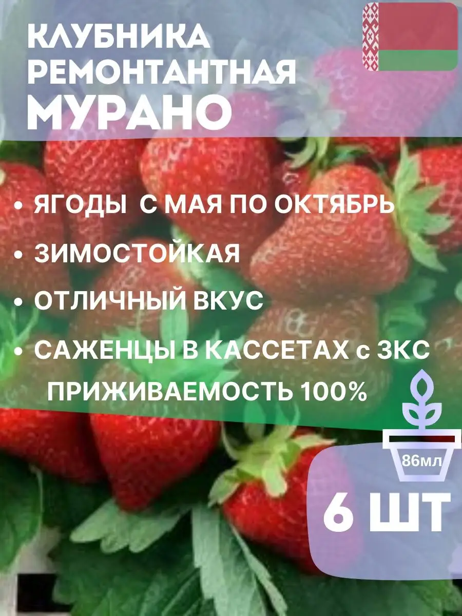 Клубника ремонтантная Мурано В кассетах 6шт Белорусские саженцы купить по  цене 0 сум в интернет-магазине Wildberries в Узбекистане | 162084001