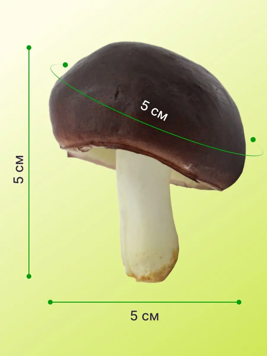 Муляж Грибы искусственные ArteNuevo купить по цене 260 ₽ в  интернет-магазине Wildberries | 163579287
