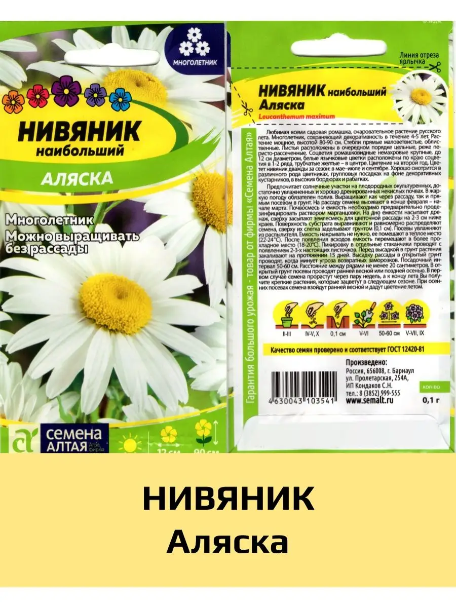 Семена Нивяник Аляска, 1 уп Семена Алтая купить по цене 185 ₽ в  интернет-магазине Wildberries | 163895750