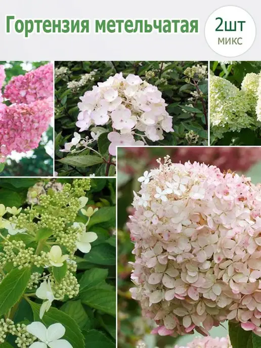 Гортензия метельчатая Санди Фрейз (Hydrangea paniculata Sundea Fraise) 10л штамб