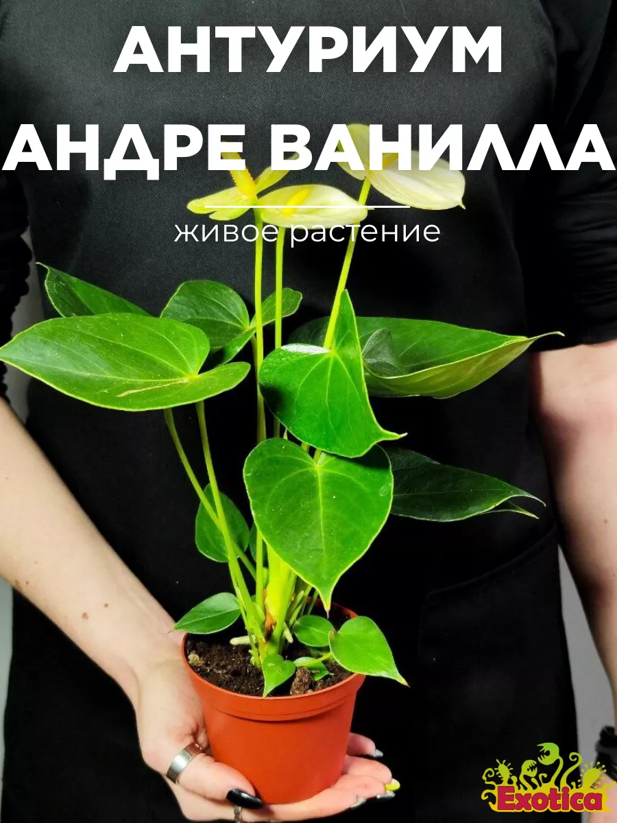 Антуриум Андре Ванилла (Anthurium Аndraeanum Vanilla) D9см Exotica купить  по цене 0 сум в интернет-магазине Wildberries в Узбекистане | 164432877