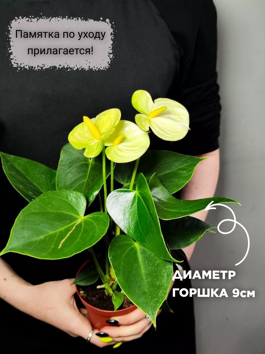 Антуриум Андре Ванилла (Anthurium Аndraeanum Vanilla) D9см Exotica купить  по цене 0 сум в интернет-магазине Wildberries в Узбекистане | 164432877