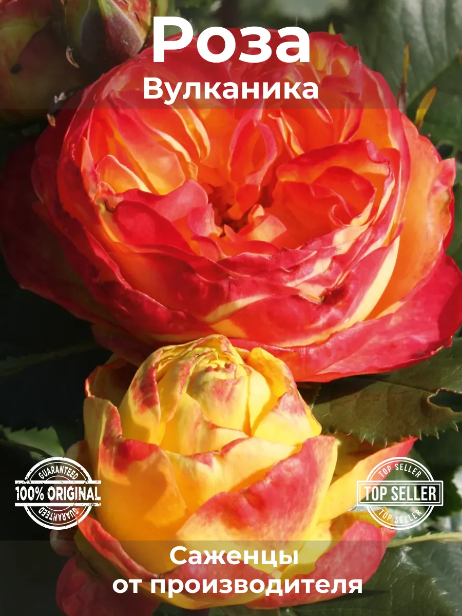Интернет-магазин без пересорта - "Цветбел" (Cvetbel) #саженцыроз #счастливыйсадо