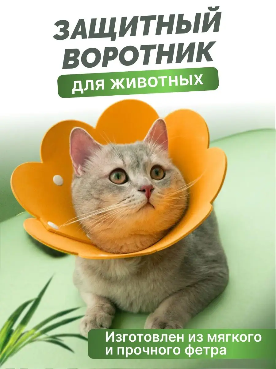 Воротник для кота после кастрации