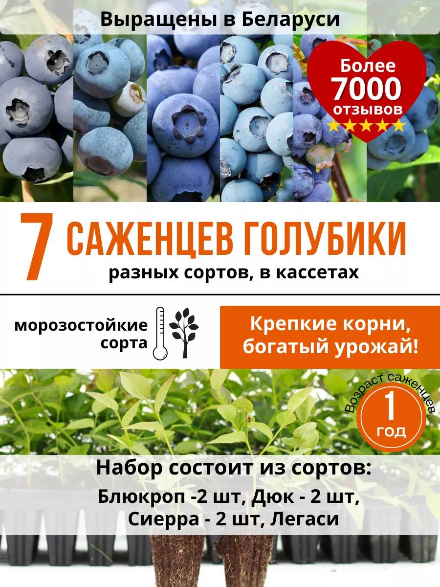 Купить Зимостойкие Саженцы Из Сибирского Питомника