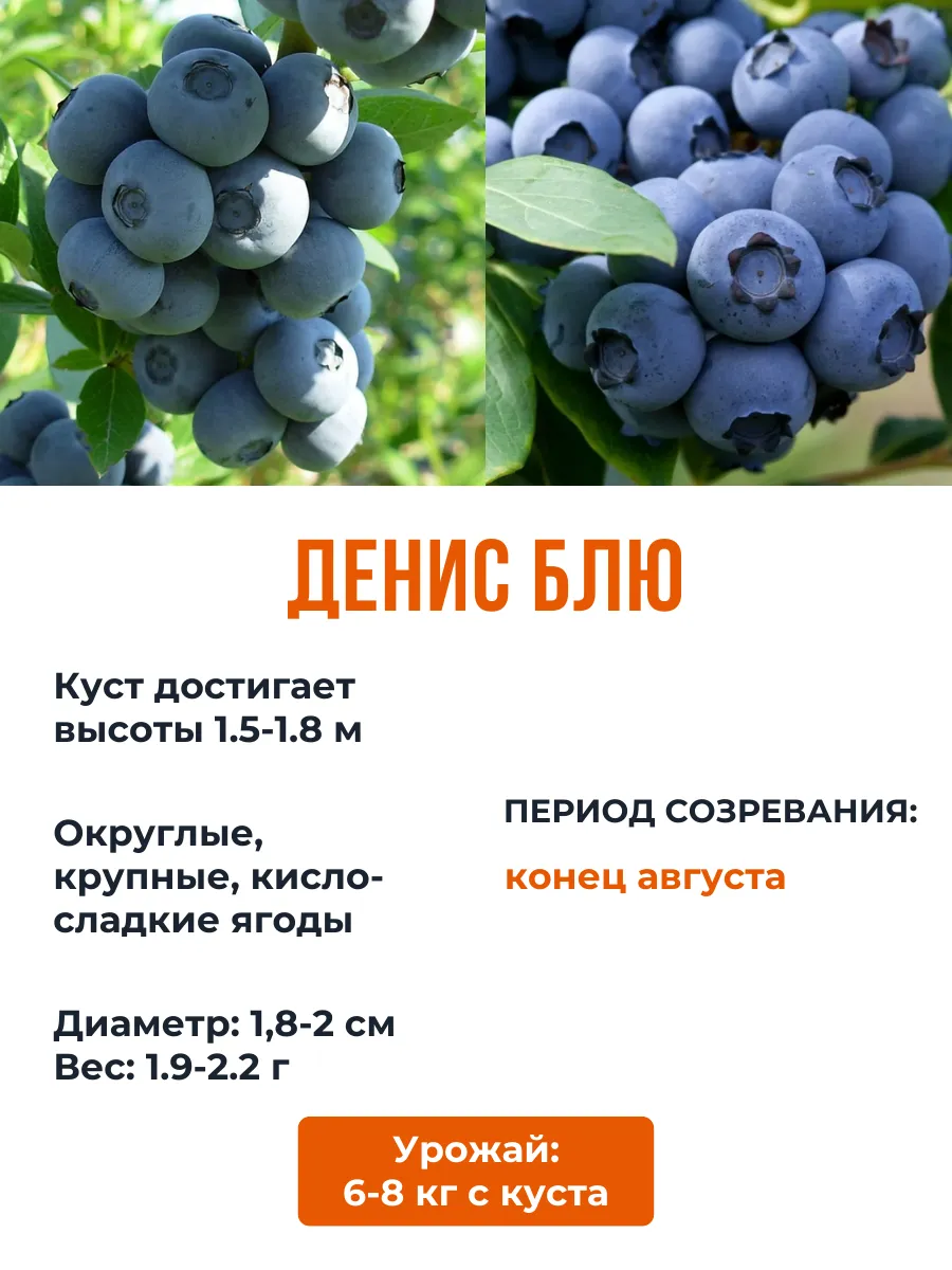 Голубика посадка и уход отзывы на урале. Питомник голубики в Белоруссии. Какую температуру выдерживает саженец голубики.