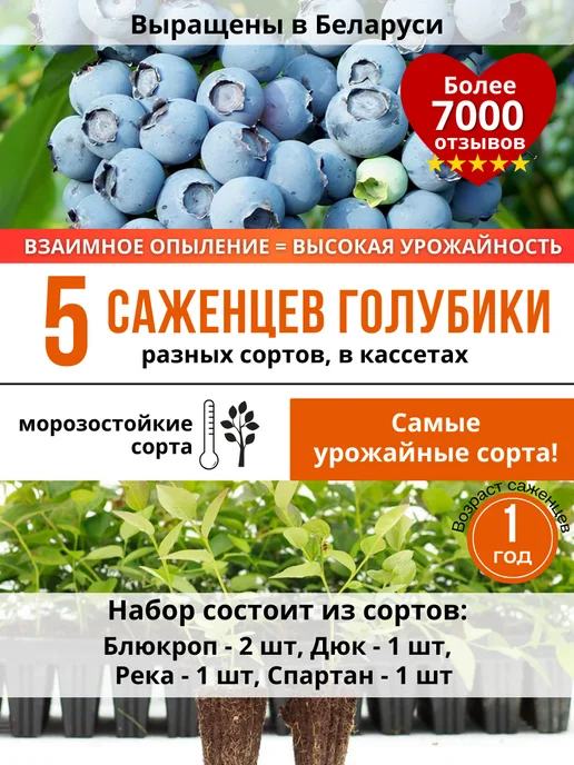 Черника Саженцы Купить В Новосибирске