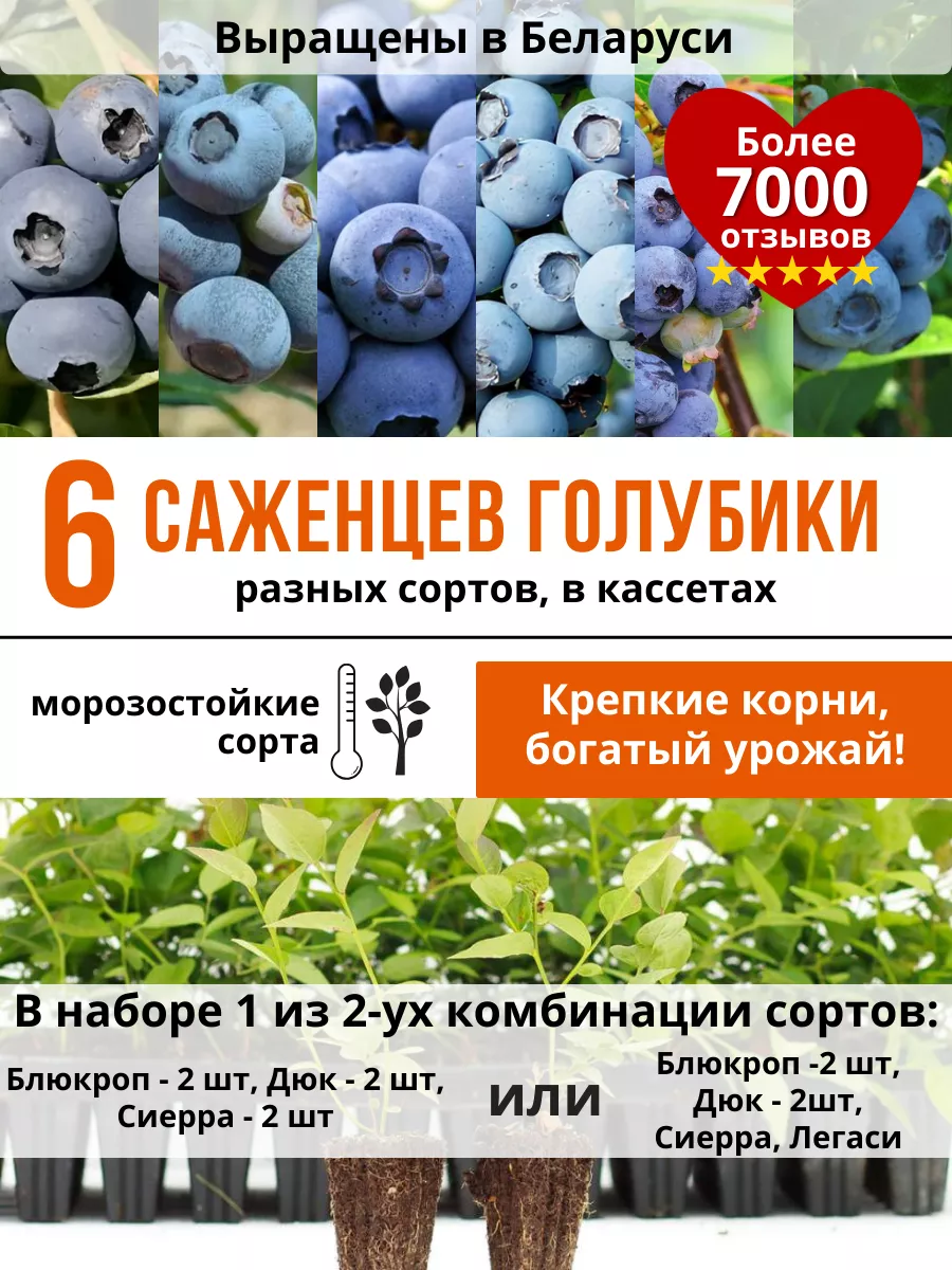 Растения из Беларуси Саженцы голубики в кассете 25 см, 6 шт