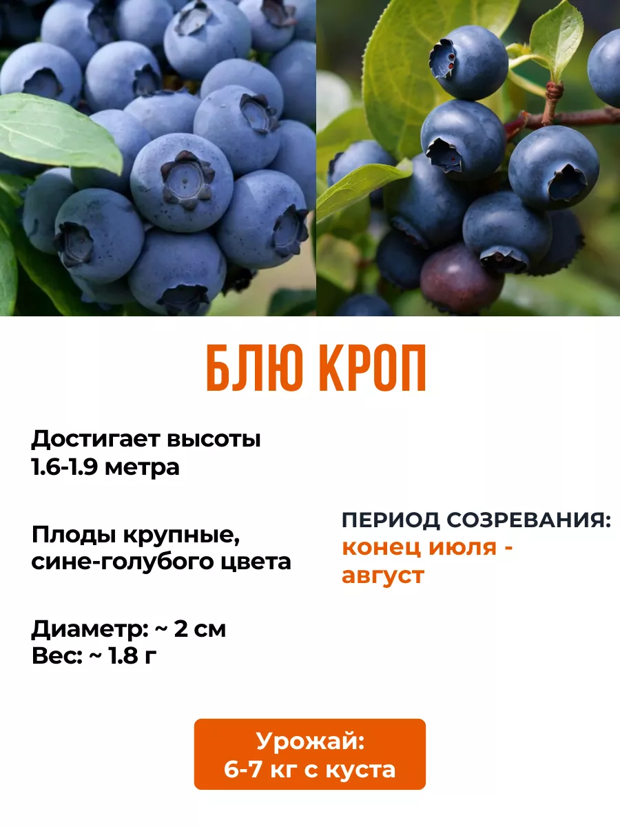 Растения из Беларуси Саженцы голубики в кассете 25 см, 6 шт