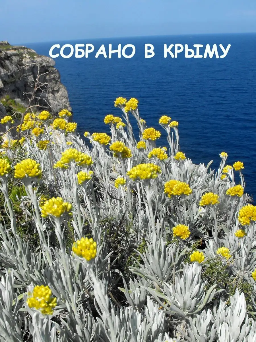 Бессмертник новая. Бессмертник песчаный (цмин).. Helichrysum arenarium – бессмертник песчаный. Цмин (гелихризум, бессмертник) «Сильвер Болл».