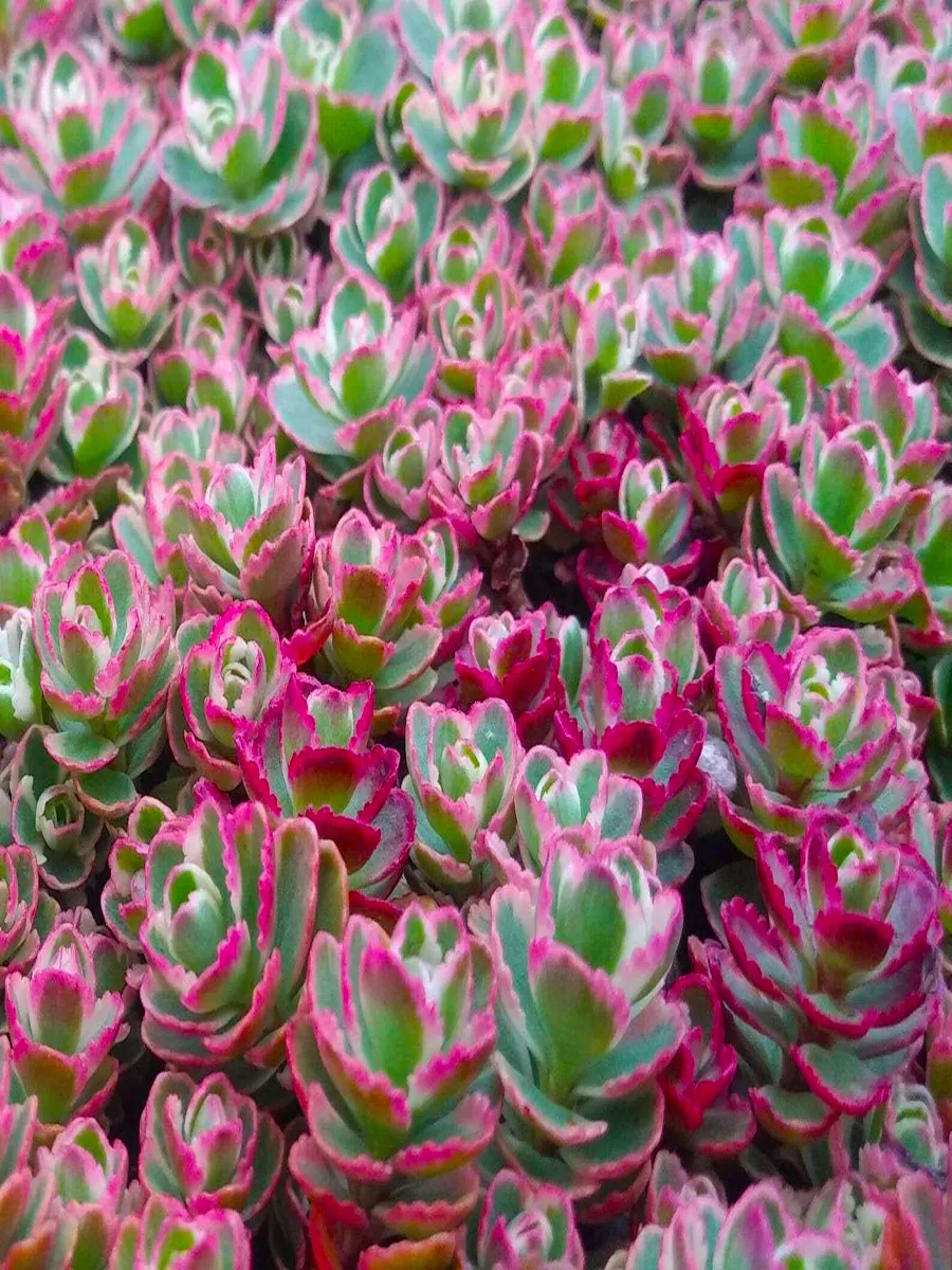 Очиток (седум) ложный Триколор (Sedum spurium Tricolor) С1,5